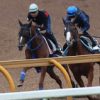 【競馬情報】神戸新聞杯予想｜2016年｜穴馬が活躍しているコースから注目している馬とは
