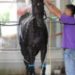 【競馬ニュース】秋華賞予想｜2016年｜京都芝2000mの分析データ