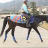 【競馬速報】[競馬] ホッコータルマエが今年限りで現役引退、種牡馬入りへ