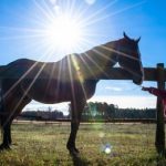 【競馬速報】終了くらいは当たって年越したい!!《第61回有馬記念》予想まとめ