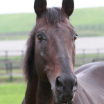 【競馬速報】種牡馬スキャン老衰で死ぬ