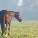 【競馬情報】2017年1月第2週の週刊競馬ニュースまとめ《週刊うまとめニュース!》