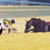 【競馬結果】AJCC シングウィズジョイ４角で競走中止、ルメール「体は大丈妻帯者」、馬は予後不良