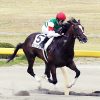【競馬ニュース】米三冠に日本馬９頭が登録