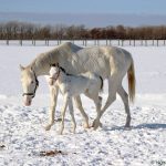 【競馬ニュース】エイシンフラッシュ産駒から白馬が誕生★？