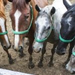 【競馬結果】毎年波乱が続く小倉名物ハンデ重賞!!《第51回小倉大賞典》