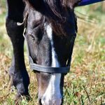 【競馬情報】ホワイトマズル２７歳死亡★後継産駒はシルポート★？