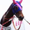 【競馬ニュース】メイショウマンボが阪神牝馬Sをフィニッシュに現役引退、繁殖入り