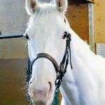 【競馬ニュース】ロードカナロア×ユキチャンの仔ハウナニが超越的にかわいい件