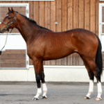 【競馬速報】モーリスの全実弟メジロフランシスの15はお兄モーリスにそっくり!!!史上最強馬誕生か!!!