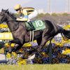 【競馬情報】安藤勝己 桜花賞、 オークスが見える「３歳牝馬番付」