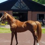 【競馬情報】【競馬】オルフェまだ走れるだろ