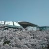 【競馬情報】【桜花賞】阪神競馬場の桜はもつのか？