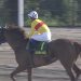 【競馬結果】[競馬] コパノリッキー、田辺でJBCクラシック参戦とオーナーが明言★武豊アウォーディーとの対決へ★