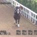 【競馬情報】【小倉記念 2017】追い切り・コメント/抜群の動きを見せたのは
