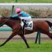 【競馬速報】サムソンズプライド、横山典弘騎手とのコンビで有馬記念出走が確定!!!キタサンの逃げを封じるか!!!？