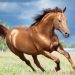 【競馬情報】「バクシンテイオー」まだまだ衰え知らずの8歳馬がスピードを見せつける★【高松宮記念】